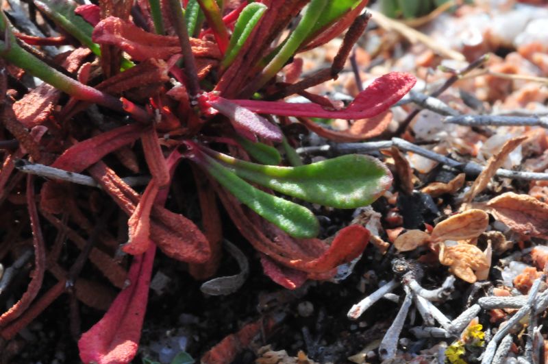 Limonium contortirameum